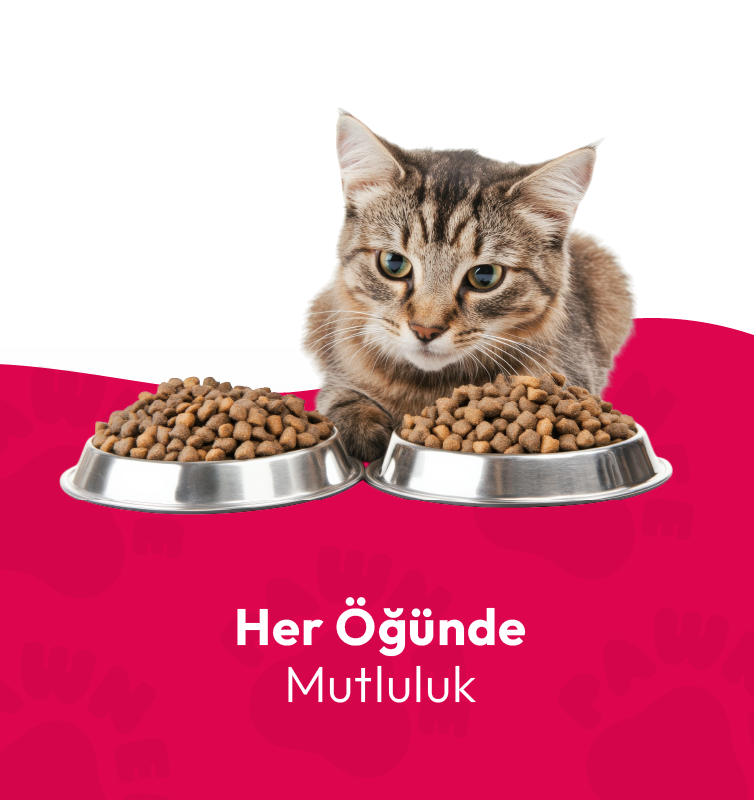 754x800_Banner_son 3-02