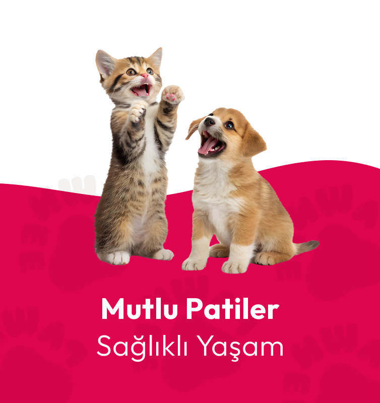 754x800_Banner_son 4-04